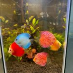 Golden Diamond Discus photo review