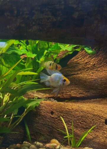 German Electric Blue "Bubble" Ram Cichlid photo review