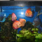 Red Eagle Discus, Wide Pattern photo review