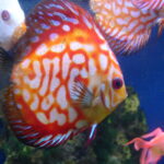 Red Eagle Discus, Wide Pattern photo review