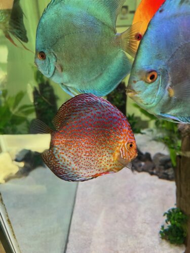 Silver Pigeon Leopard Discus photo review