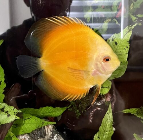 Golden Diamond Discus photo review