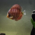 German Red Turquoise Discus, Red Base photo review