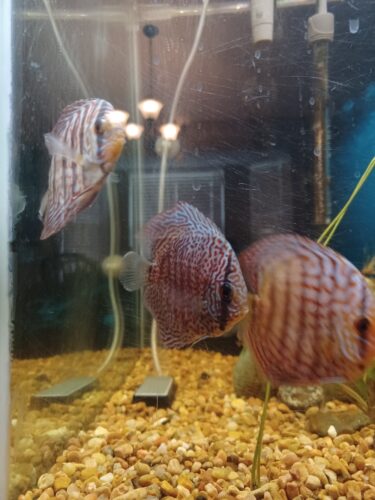 Super Eruption Discus, Blue Base photo review