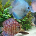 Neon Sapphire Discus photo review