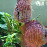 Red Eruption Leopard Discus, Red Base photo review