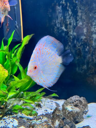 Golden Pigeon Leopard Discus, White Base photo review