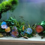 Blue Mercury Discus photo review