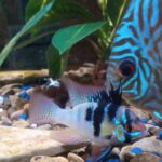 German Electric Blue Chili Ram Cichlid photo review