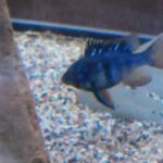 Jet Black German Ram Cichlid photo review