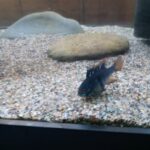 Jet Black German Ram Cichlid photo review