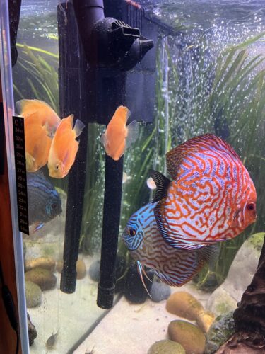 Red Tiger Carnation Turquoise Discus, White Base photo review