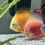 Golden Lollipop Discus photo review