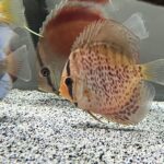 High Bodied Red Leopard Discus photo review