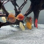 Golden Lollipop Discus photo review