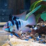 German Electric Blue Chili Ram Cichlid photo review