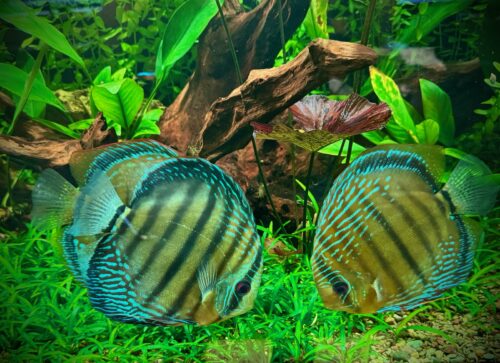 Wild Iripixi Discus photo review