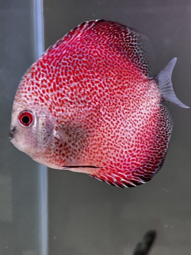 Yellow Leopard Discus photo review