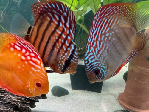 Red Melon Throwback Discus photo review