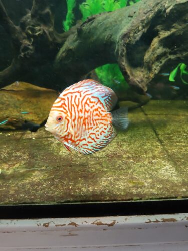 Red Eagle Discus, Wide Pattern photo review