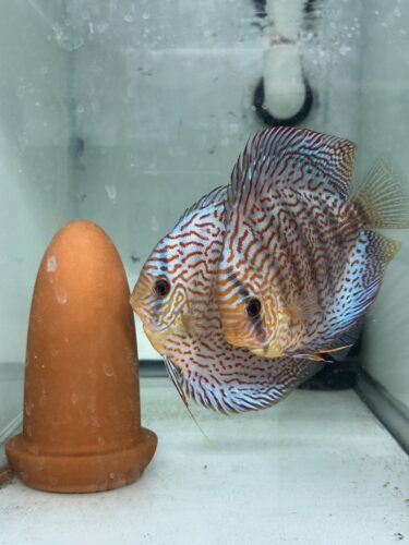 Blue Mosaic Leopard Discus, Proven Breeding Pair photo review