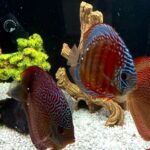 Crimson Star Alenquer Discus photo review