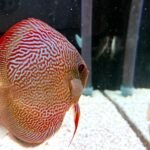 Blue Tiger Snakeskin Discus photo review