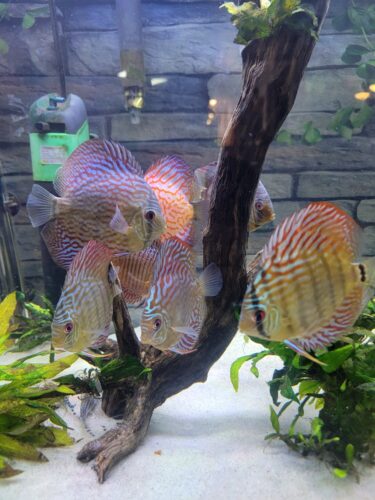 Penang Blue Knight Discus photo review