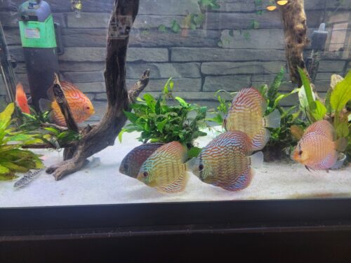 Super Eruption Discus, Blue Base photo review