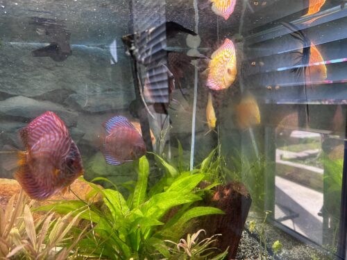 Yellow Pigeon Blood Discus photo review