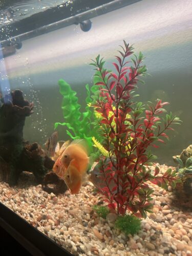 Golden Lollipop Discus photo review