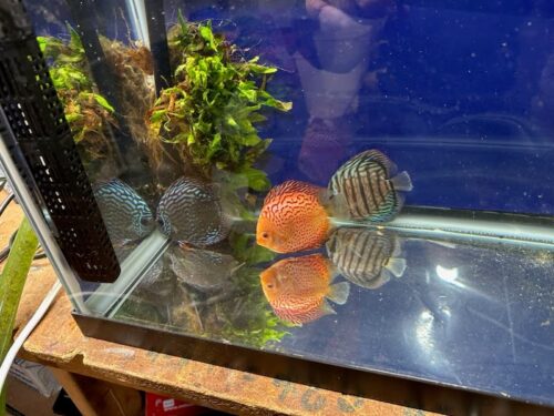 Silver Pigeon Leopard Discus photo review