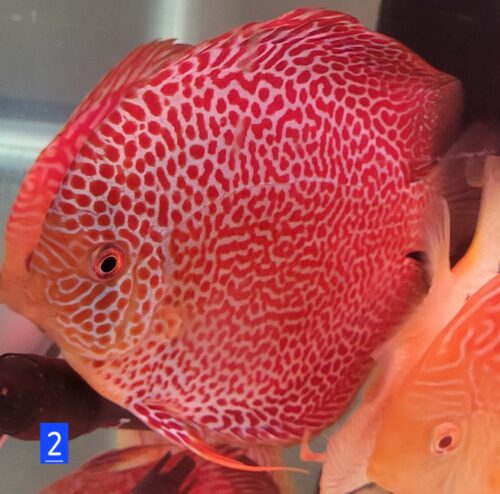 Red Super Eruption Discus, High Body photo review