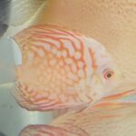 White Tiger Discus photo review