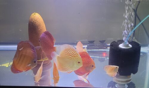 Wild Lago Grande "Blood Red" Discus photo review