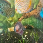 Golden Pearl Pigeon Snakeskin Discus photo review