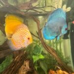 Golden Pearl Pigeon Snakeskin Discus photo review