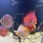 Super Eruption Discus, Blue Base photo review