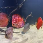 Super Eruption Discus, Blue Base photo review