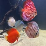 German Red Turquoise Discus, Blue Base photo review