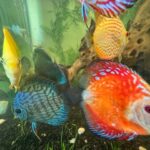 Golden Pearl Pigeon Snakeskin Discus photo review