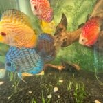 Golden Pearl Pigeon Snakeskin Discus photo review