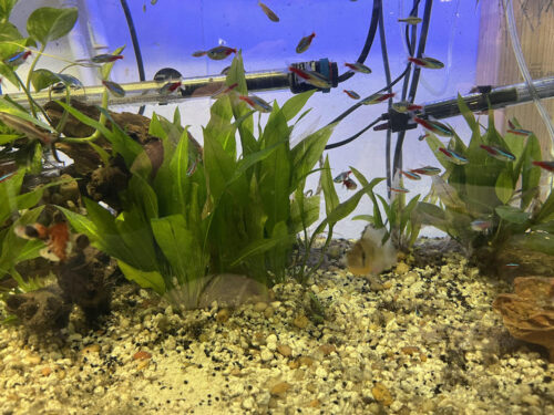 Cardinal Tetra 10 pack photo review