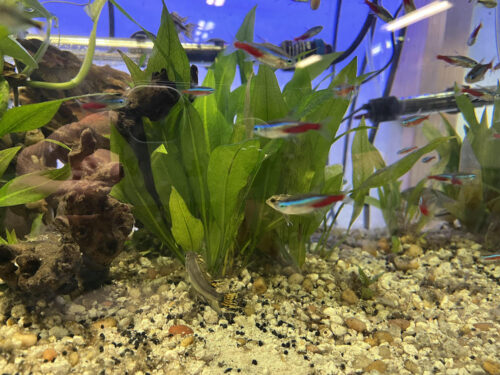 Neon Tetra - 16 pack photo review