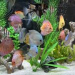 Neon Sapphire Discus photo review