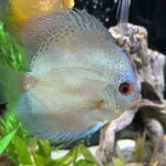 Ocean Green Snakeskin Discus photo review