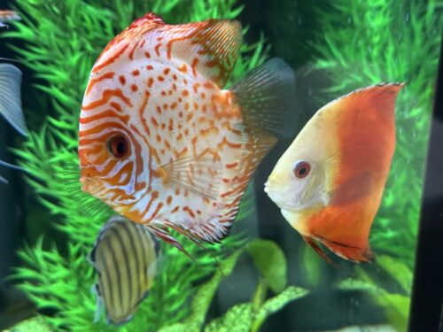 Silver Pigeon Leopard Discus photo review