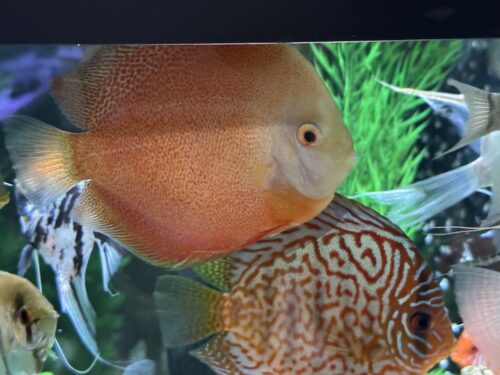 Valentine Discus, Light Base photo review