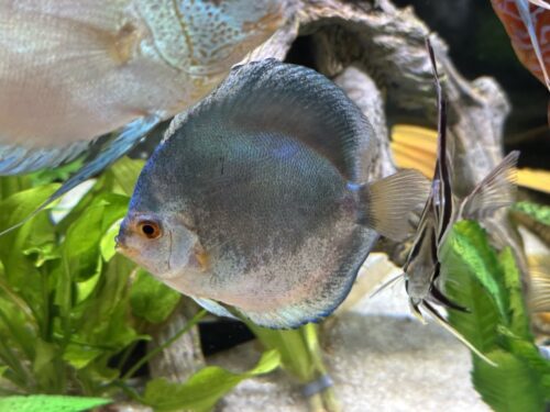 Blue Mercury Discus, Light Base photo review