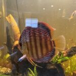 Wild Monte Alegre Discus photo review